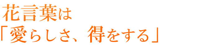 花言葉は「愛らしさ、得をする」