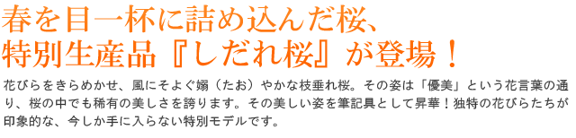 数量限定！春を目一杯に詰め込んだ桜、特別生産品『しだれ桜』が登場！