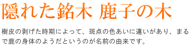 隠れた銘木 鹿子の木。樹皮の剥げた時期によって、斑点の色あいに違いがあり、まるで鹿の身体のようだというのが名前の由来です。